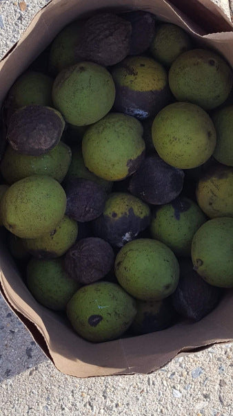 How to Make Black Walnut Dye