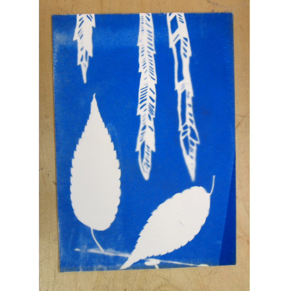 Cyanotype Workshop