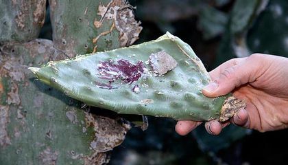 Cochineal Dye