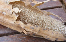 Load image into Gallery viewer, Loofah Sponge