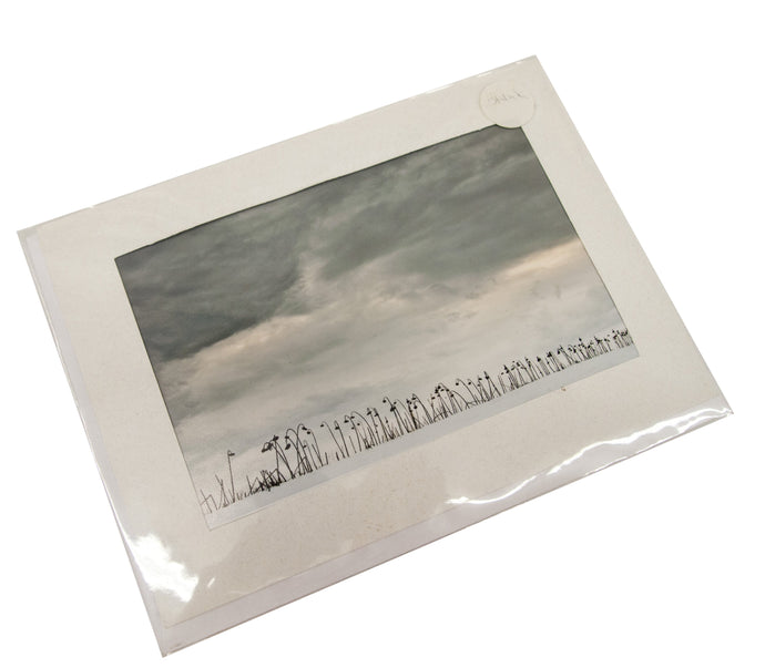 Sunflower Landscape Photograph Card